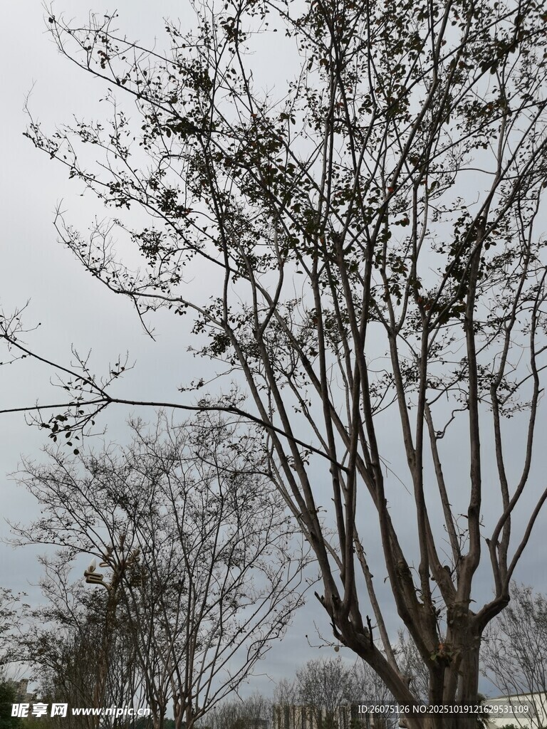 冬日光秃树枝景象