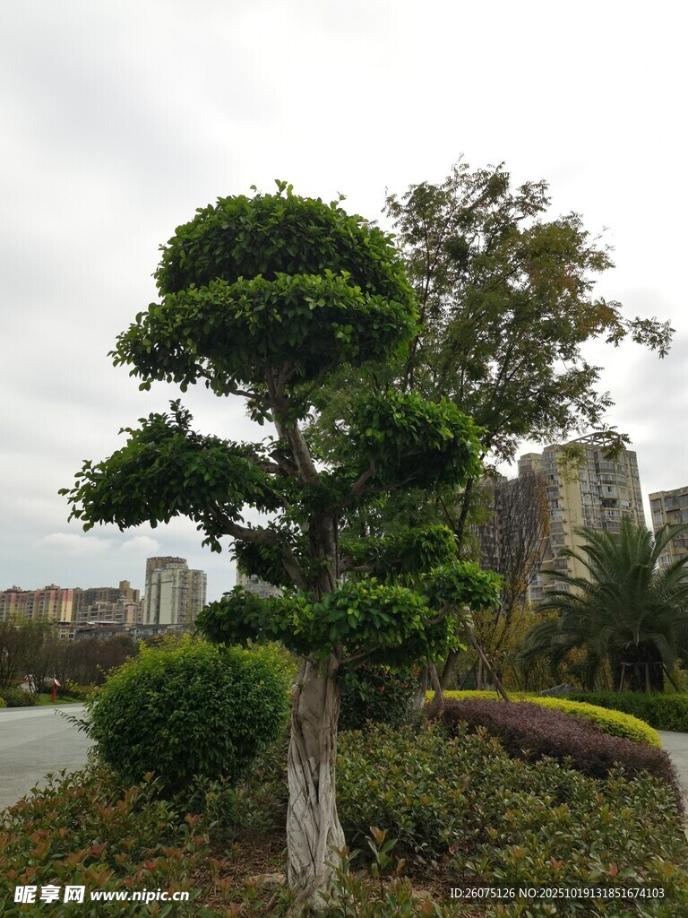 造型独特的园林盆景