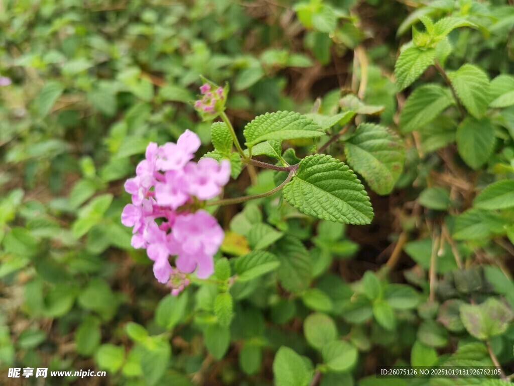绽放的紫色花朵