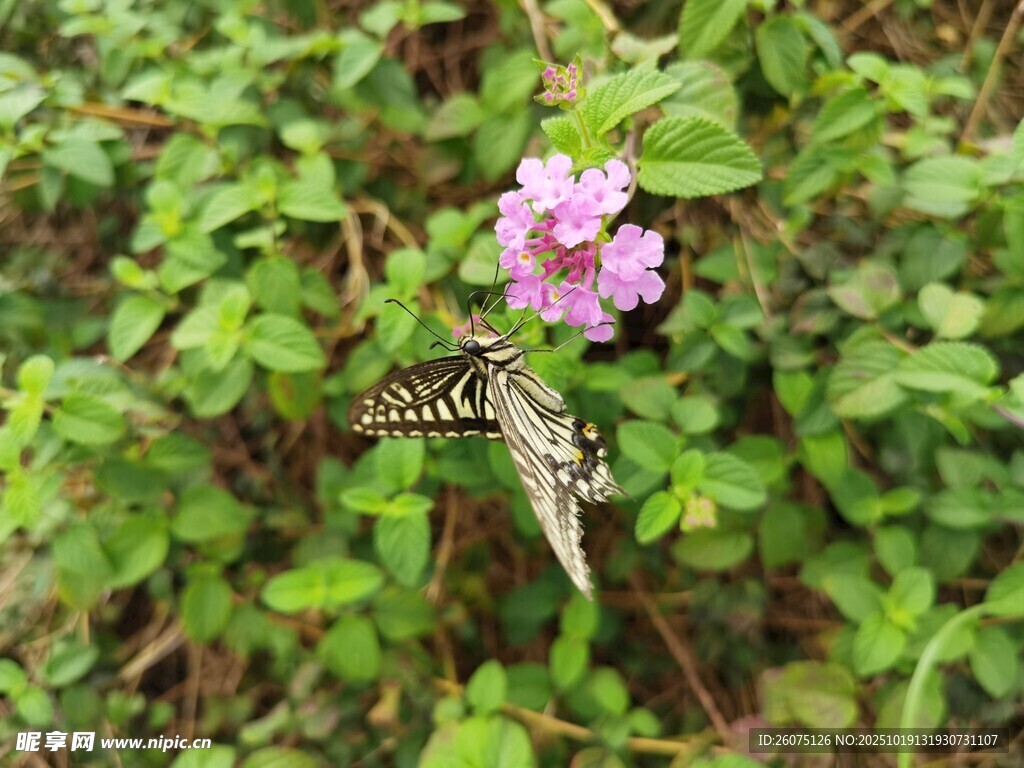 蝴蝶停驻于粉花绿叶间