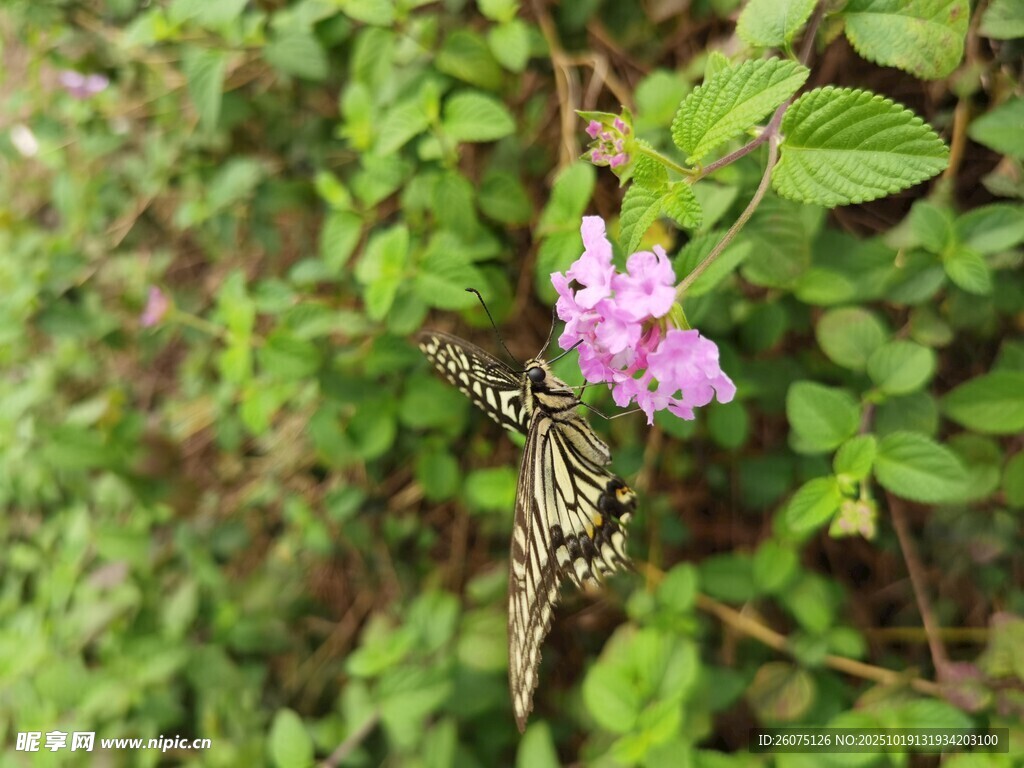 蝶舞繁花间