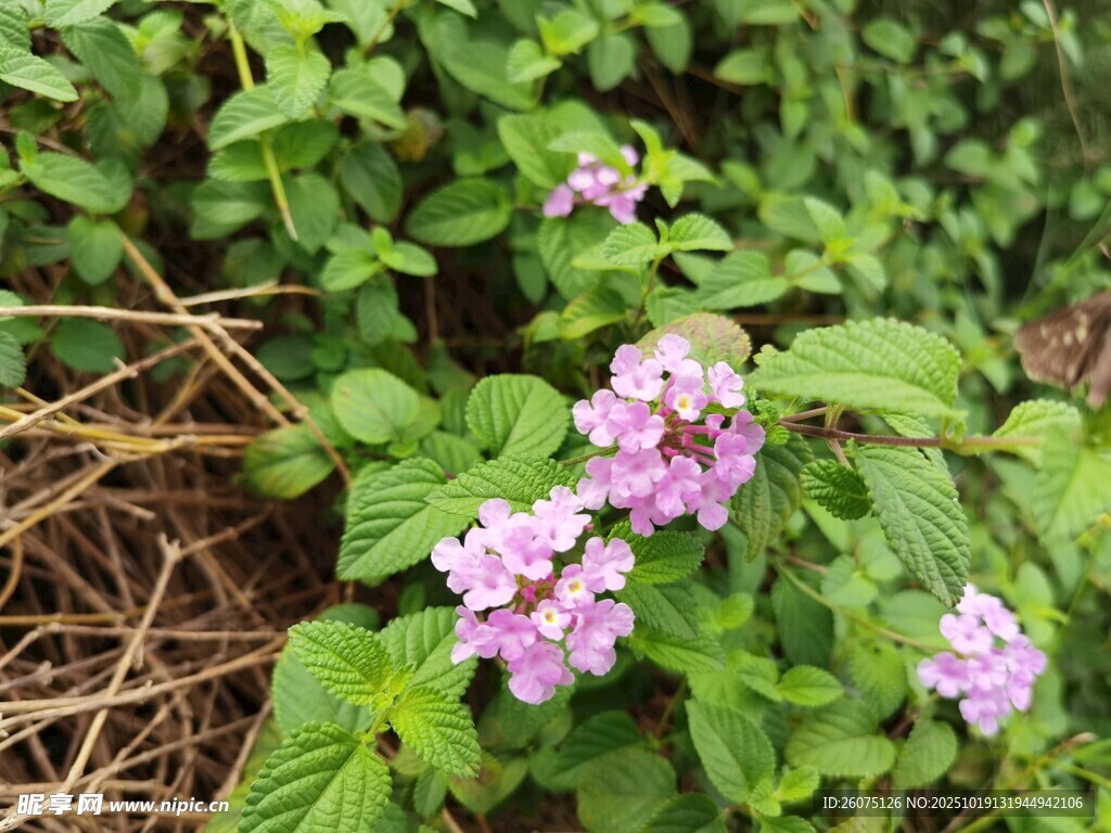 绿叶间绽放的粉嫩小花