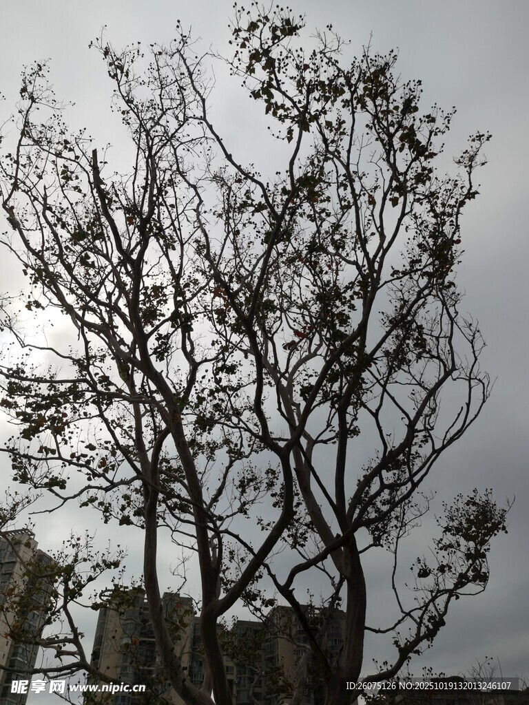 枯树挺立在阴沉天空下