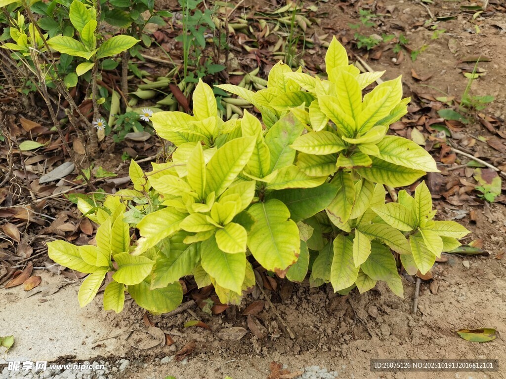 翠绿植物生机盎然