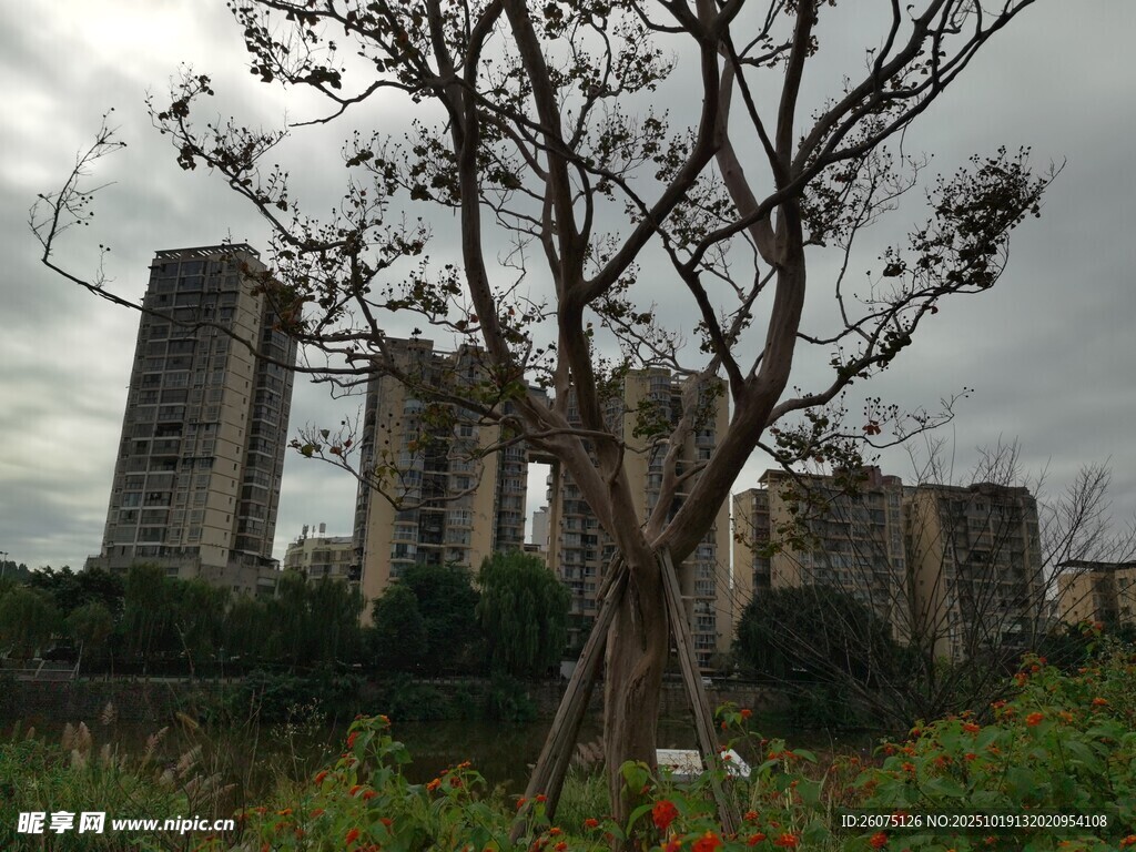 枯树旁的城市建筑景观