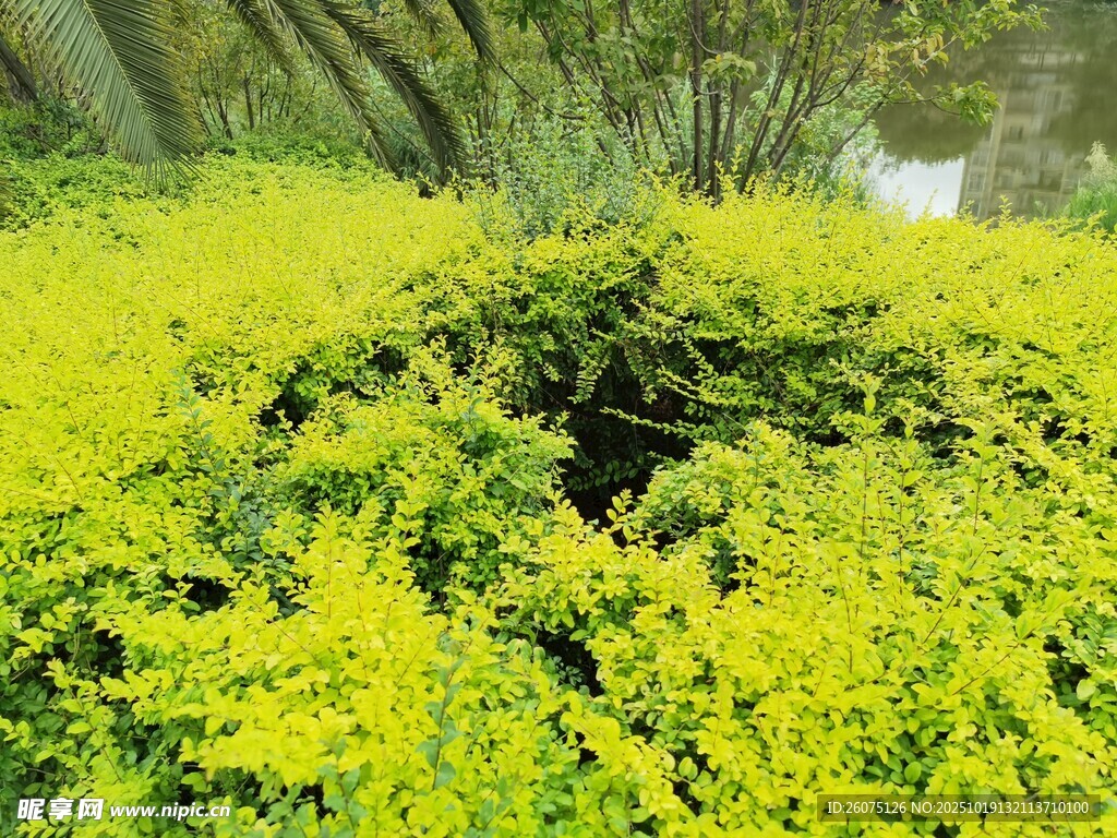 金黄繁茂植物景观