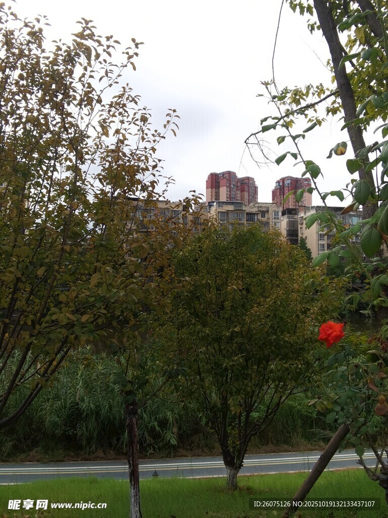 秋日公园绿植与远处建筑