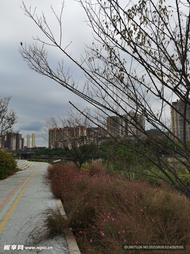 冬日路边萧瑟树木景观