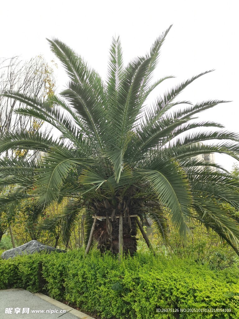 路边挺拔的棕榈树
