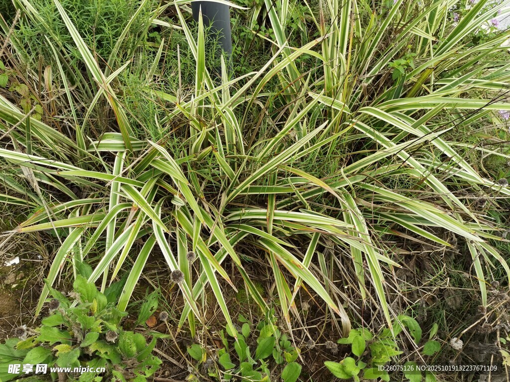 金边麦冬植物景观