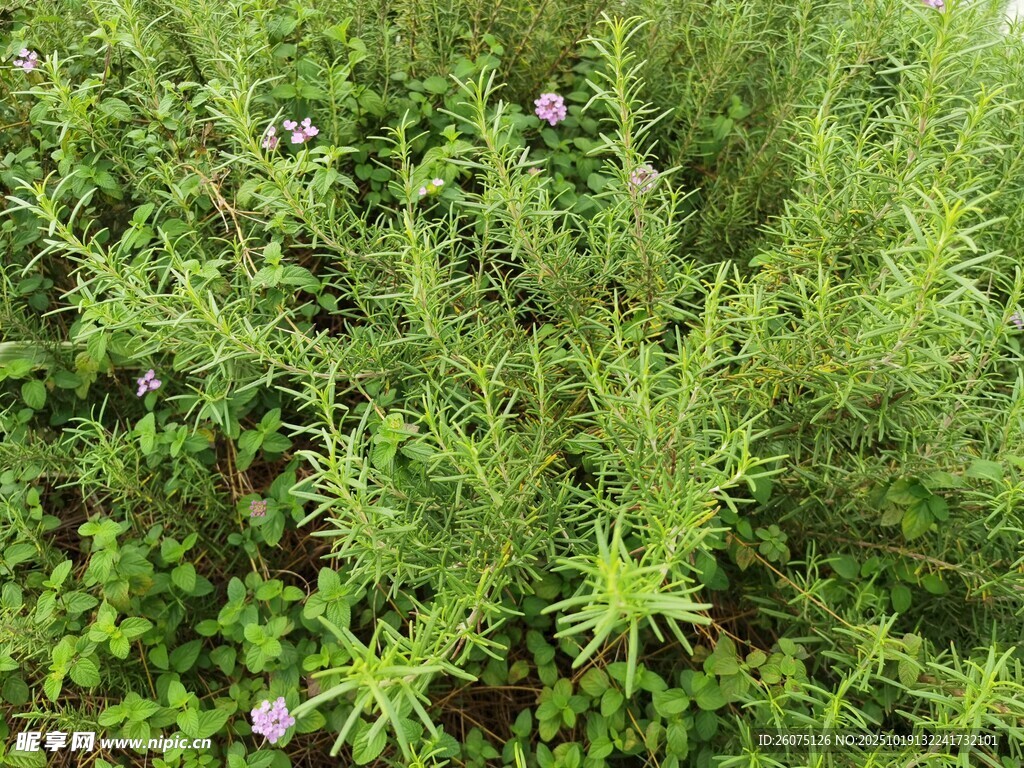茂密绿植中的紫色小花