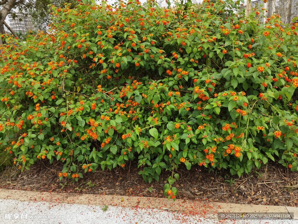 多彩花卉绿植景观