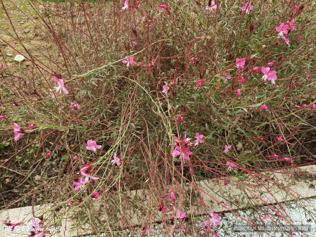 粉色小花绽放在草丛间