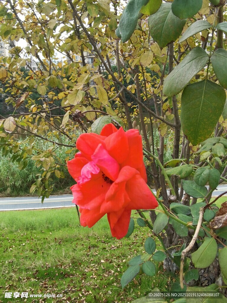 娇艳红玫瑰绽放于绿植间