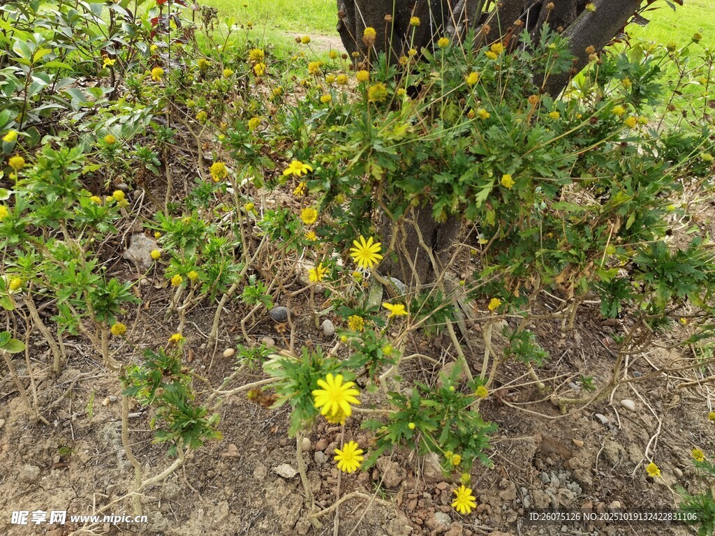 树下绽放的黄色小花