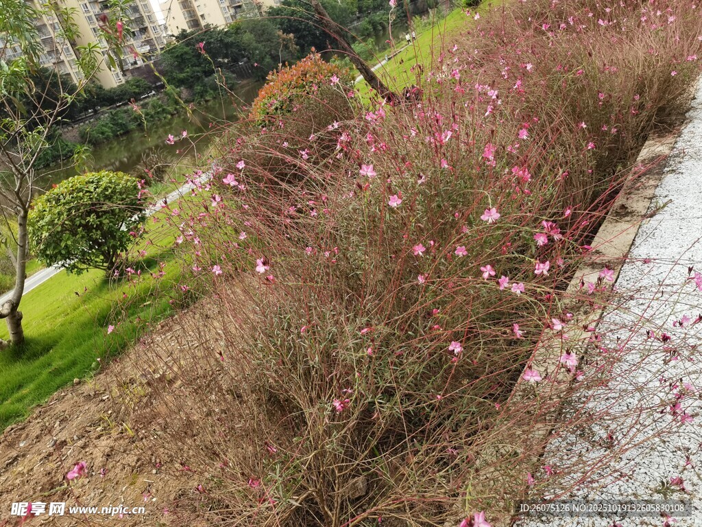 路边绽放的粉色花卉景观