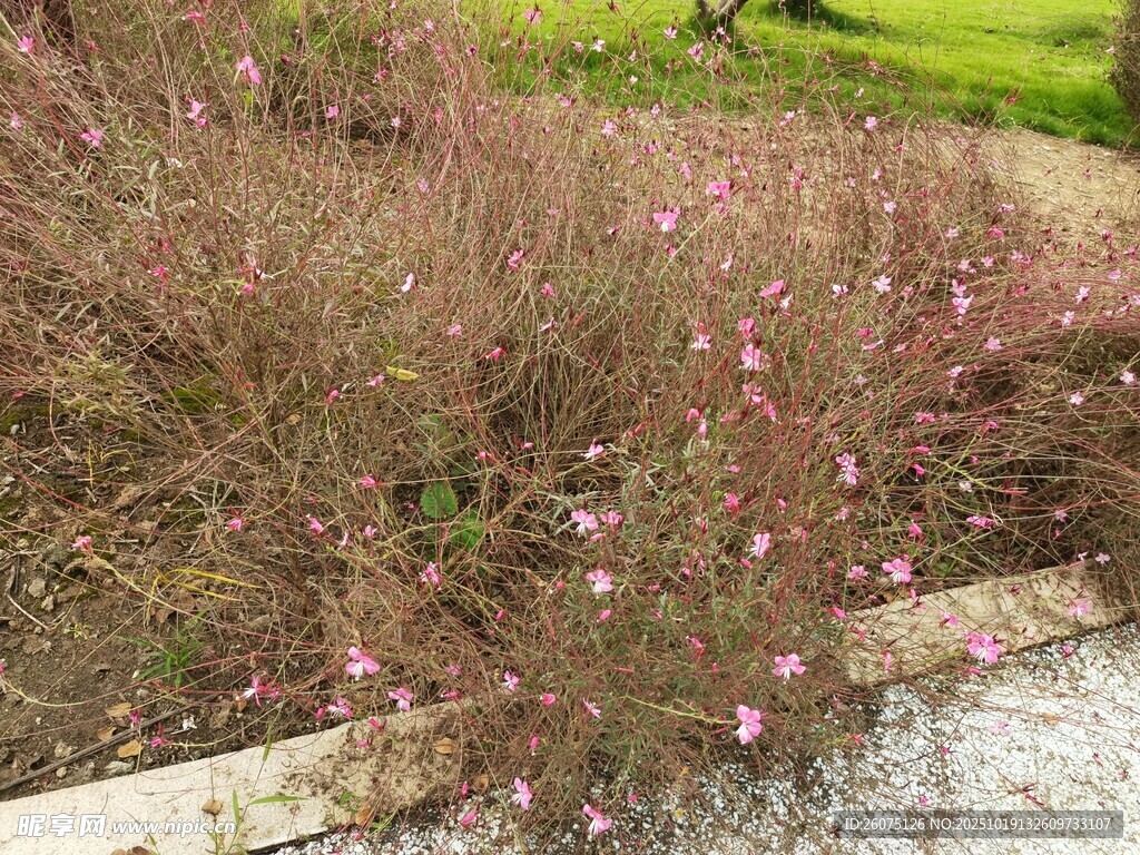 粉色小花点缀的灌木丛