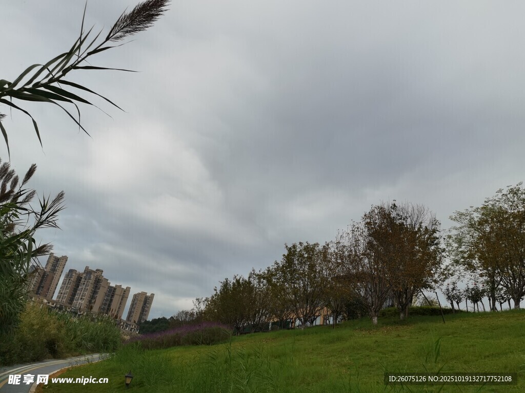 城市草地旁的树木与天空