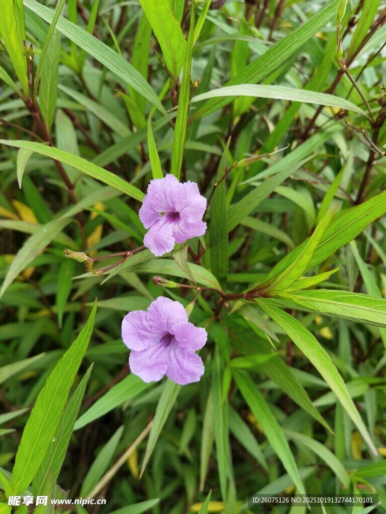 两朵紫色小花绽放绿叶间