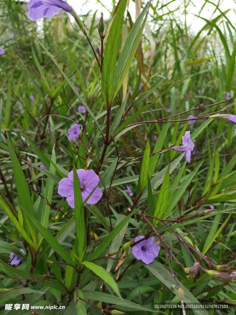 草丛中的紫色小花绽放