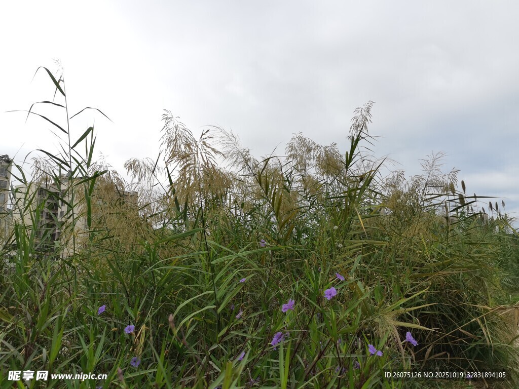 野外茂盛的芦苇植物景观