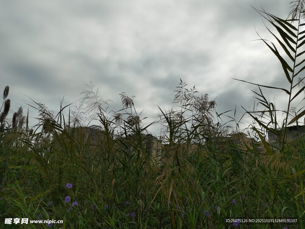 野外草木与阴沉天空景象