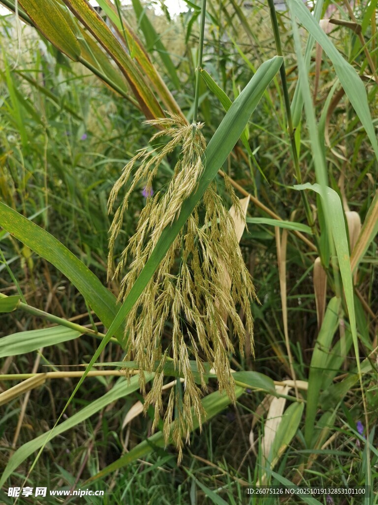 成熟的稻穗