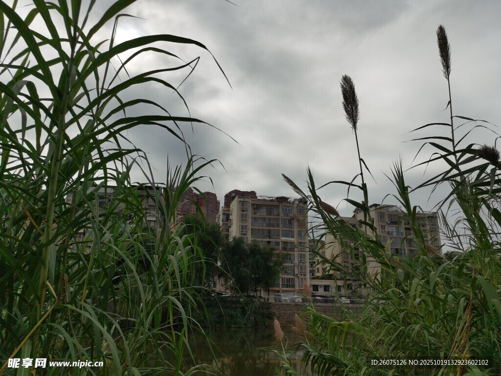 芦苇丛中的城堡远景