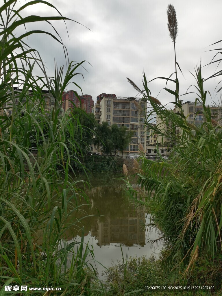 乡村水边繁茂绿植景观