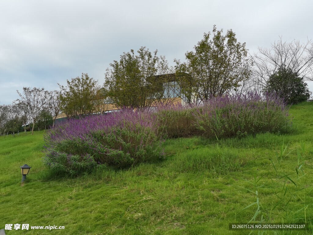 田园紫色花丛中的小屋