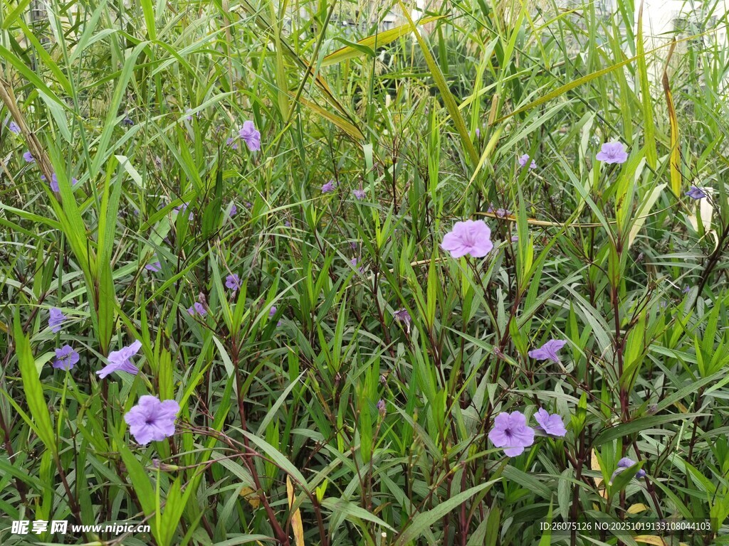 紫色野花绽放于草丛中