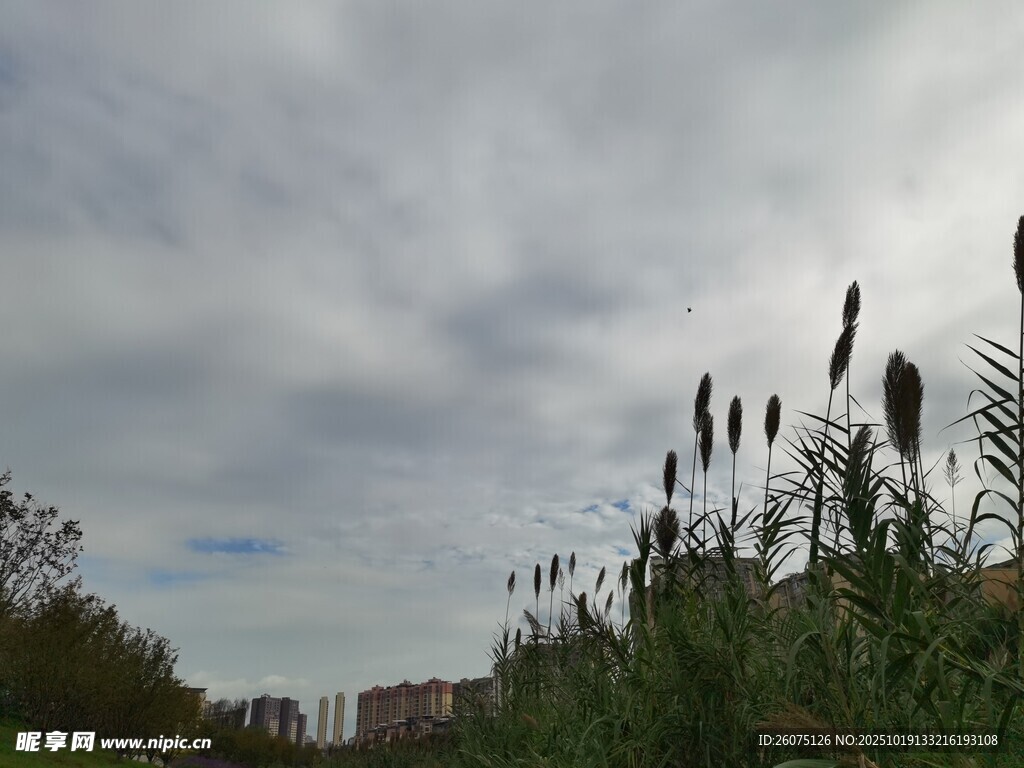 天空下的芦苇与远处建筑