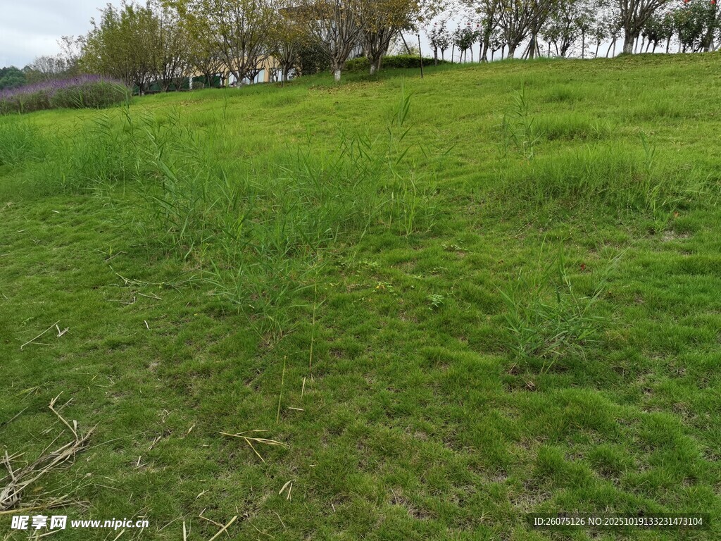 翠绿草地风景