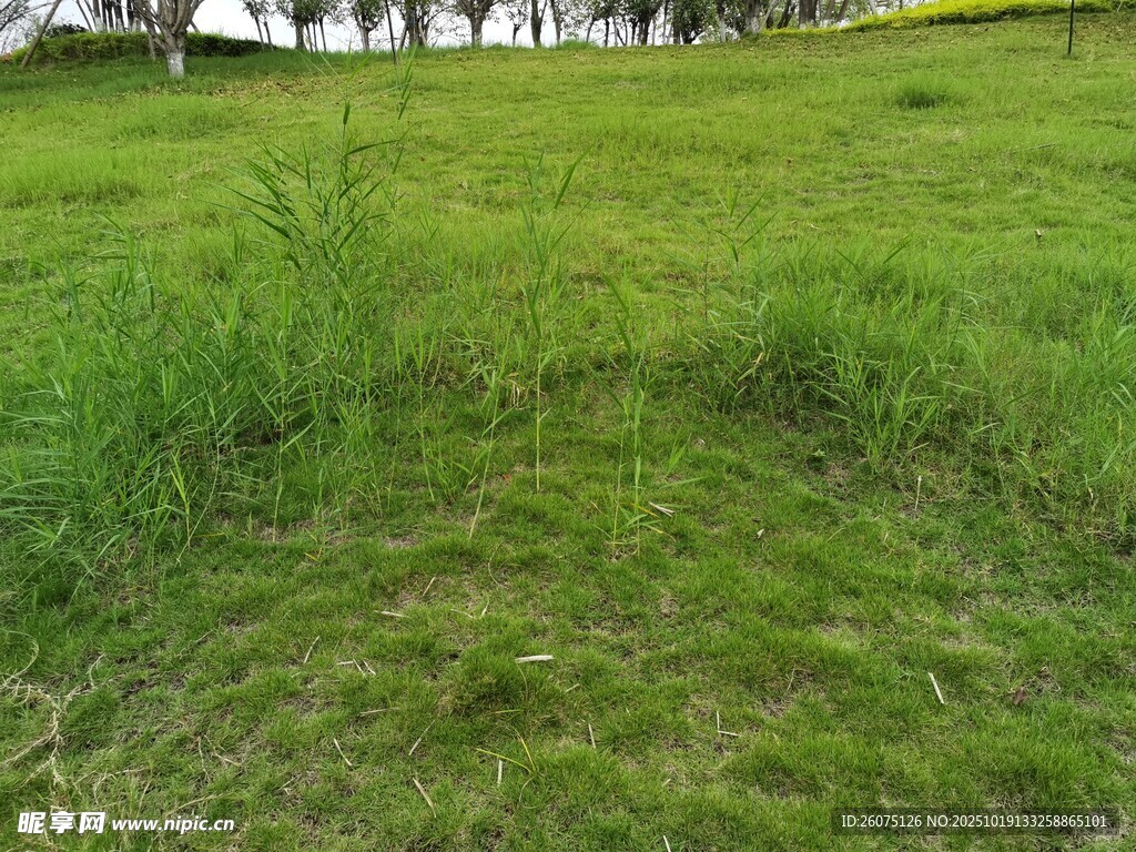 翠绿草地自然清新景致