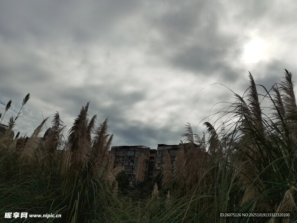 阴天中的芦苇与远处建筑