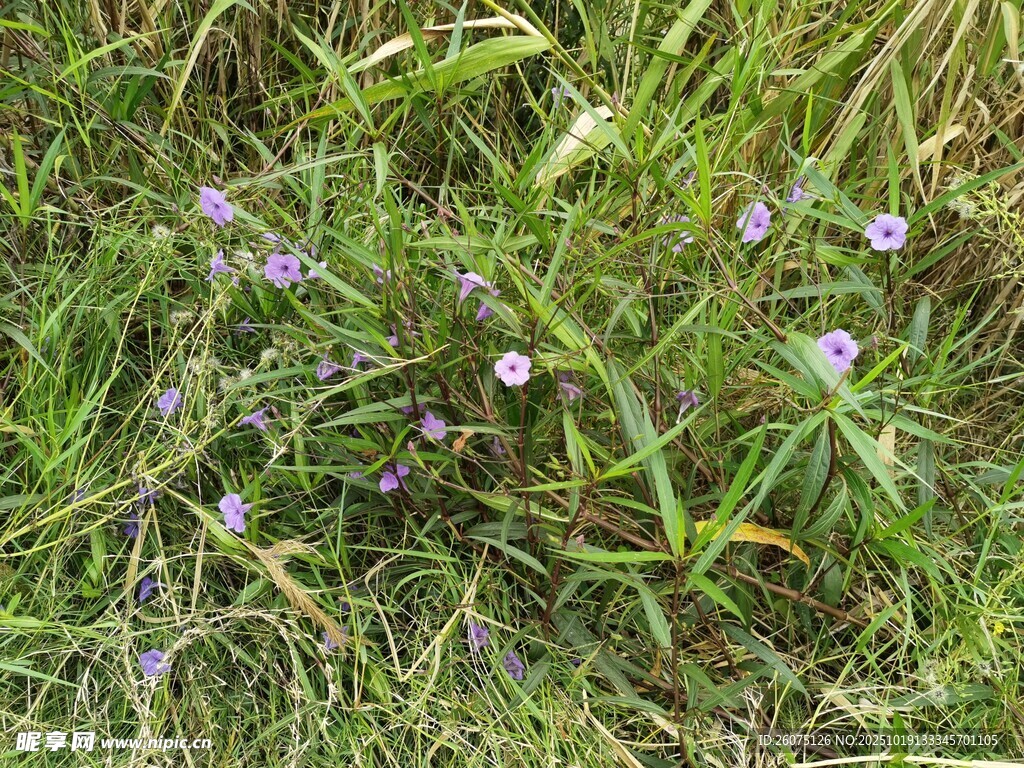 草丛中的紫色小花