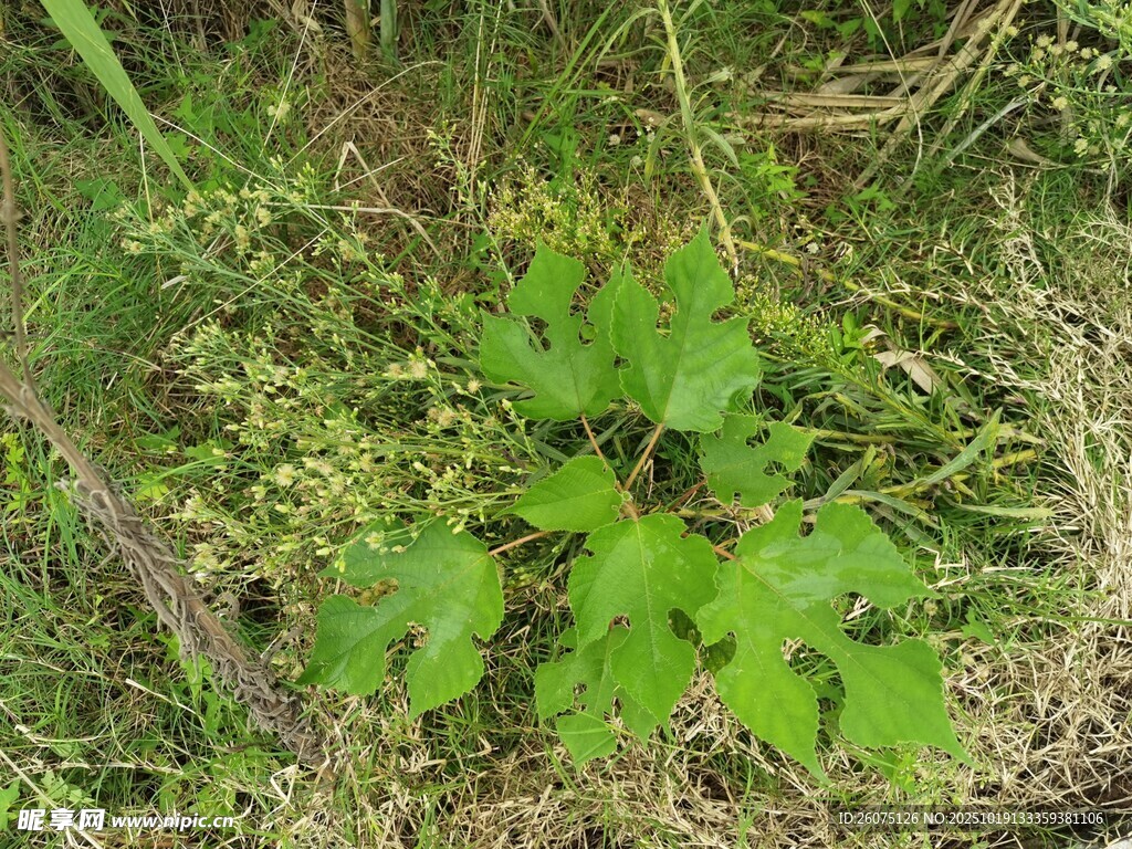 野外生长的绿色植物