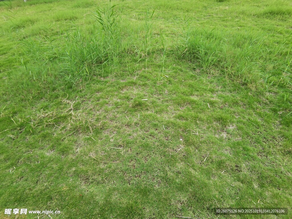 翠绿草地生机盎然