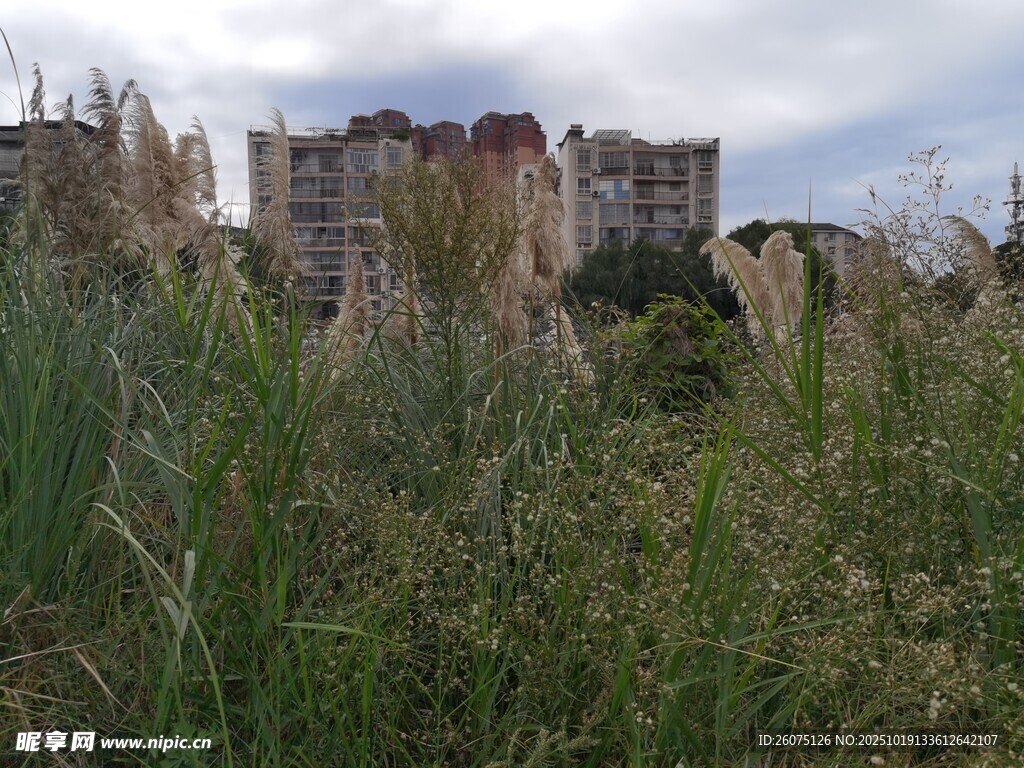 草丛后隐约可见的建筑物