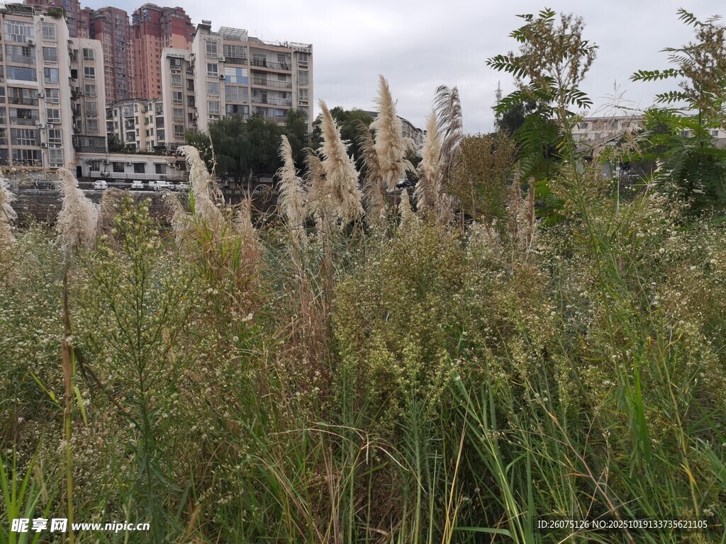 城市中的野生芦苇景观