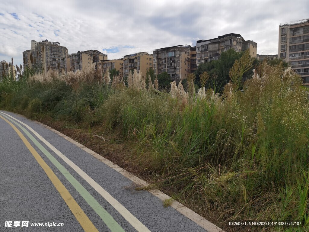 城郊路旁杂草丛生的景象