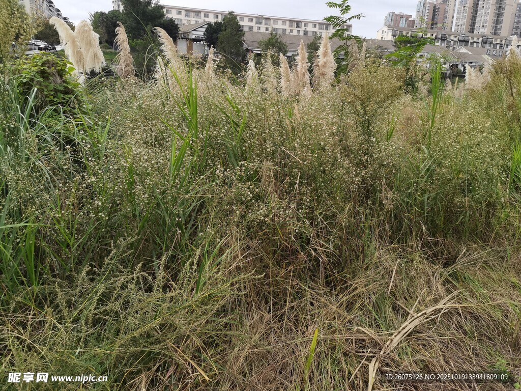 野外丛生杂草景象