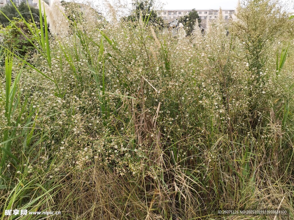 野外繁茂的杂草景象