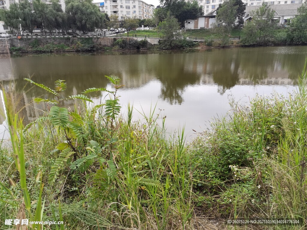 湖畔绿植环绕的宁静水域