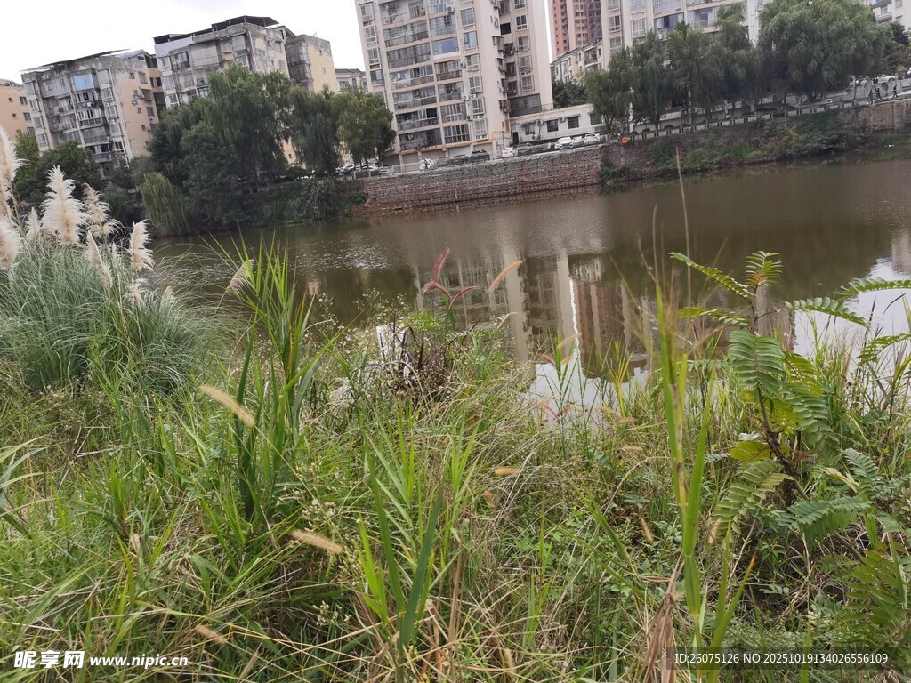 城市河畔绿植景观