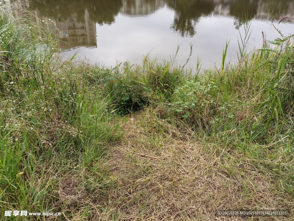 湖畔草地景致