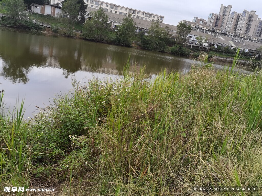 湖畔草地城市边的自然景致