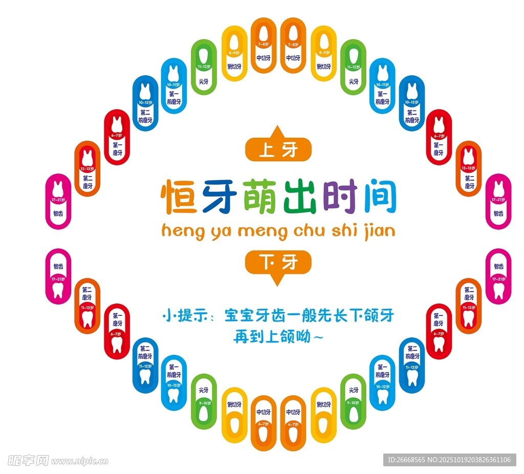 恒牙萌出时间