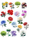 菊花集合