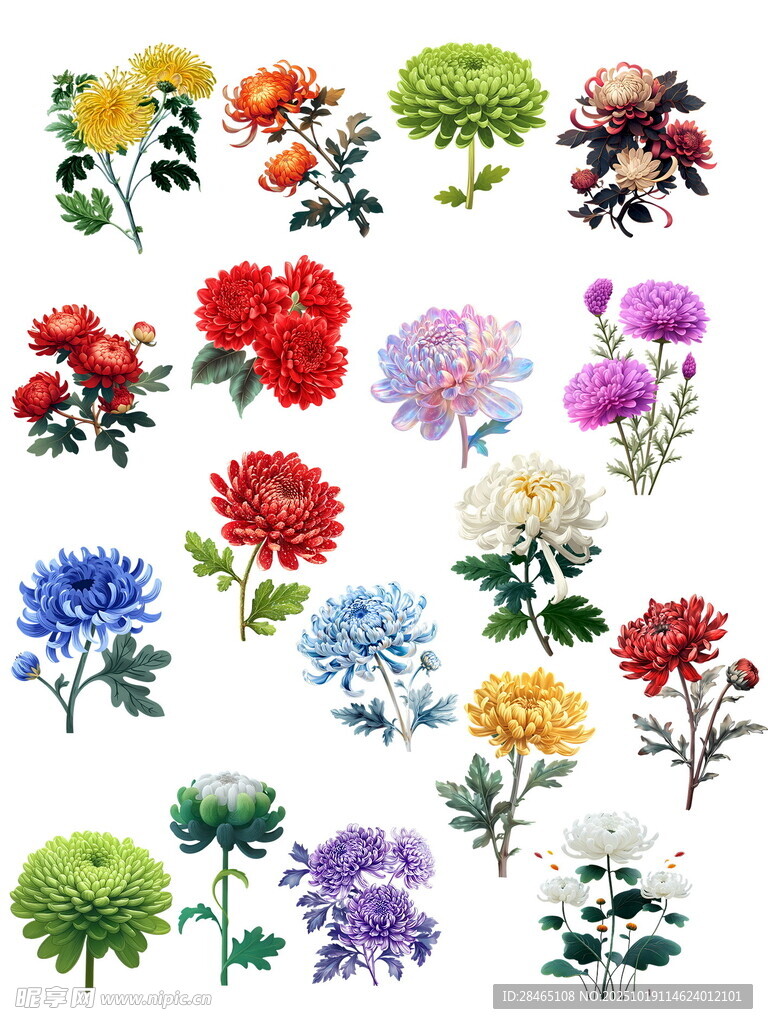 菊花集合